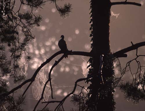 Woodpigeon and cobwebs
